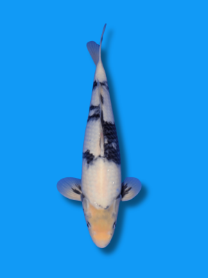 Shiro Utsuri | Koi&Co.